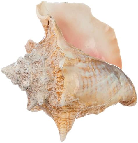 Image result for Conch Shell Soundtrack