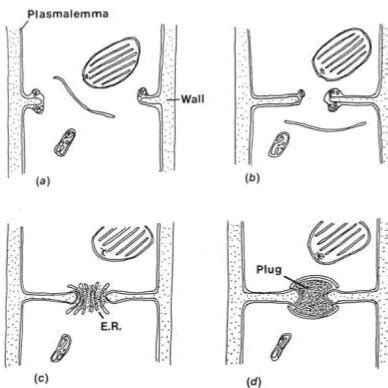 Image result for Service Connection Pit