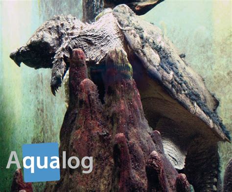 Snapping Turtle Attack 的图像结果