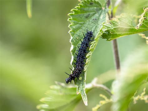 Caterpillars In Garden Pest | Fasci Garden