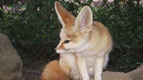Domestic Fennec Foxes