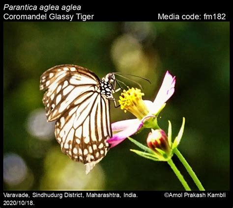 Parantica aglea | Butterfly