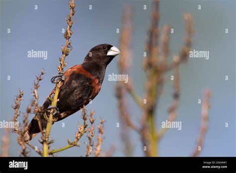 Image result for Popular Machine Learning Models