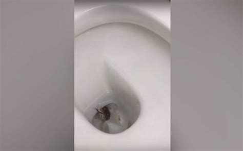 Watch: Reticulated python spotted slithering in toilet bowl - India Today