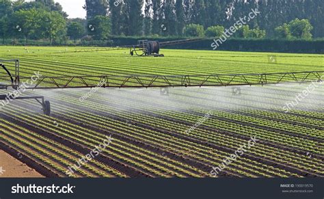 Intensive Farming 的图像结果