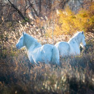 Stage photographique en Camargue, Le Grau Du Rois, Montpellier, 25 ...