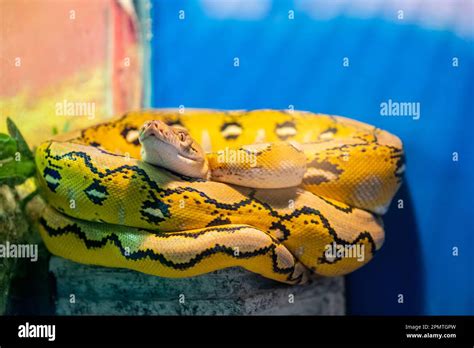 Retic Python 的图像结果
