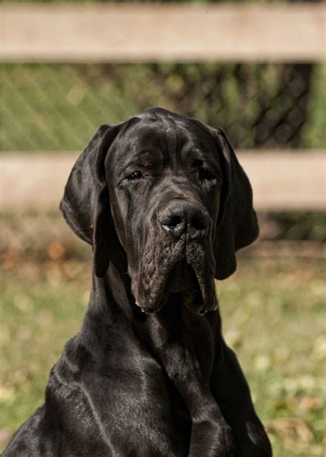 European Blue Great Danes