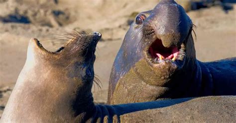 Image result for Intrasexual Selection Drawing