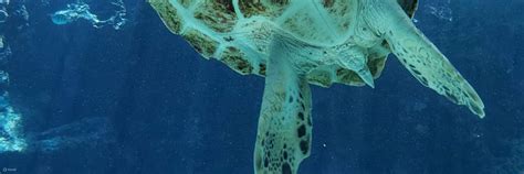 Private Okinawa Tour - Pickup from anywhere in Okinawa - Klook India