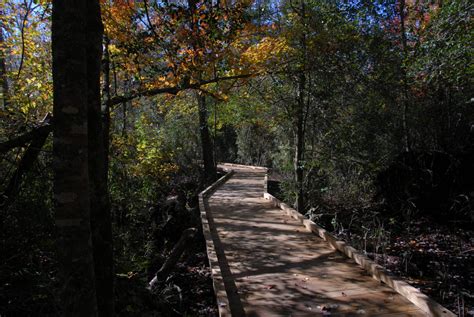 Dismal Swamp State Park › North Carolina Science Trail
