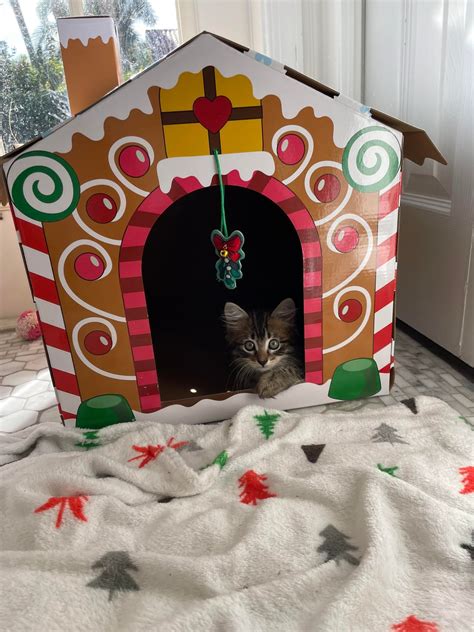 holly wishing everyone a happy holly-days! : r/CheetoTheCat