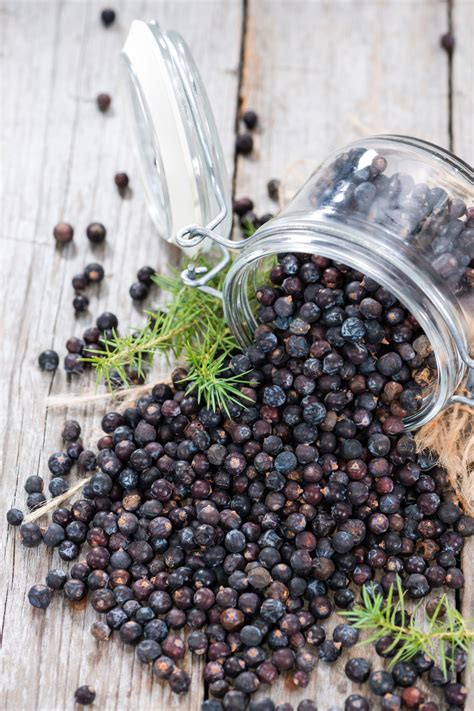 Juniper Berry Tea Benefits: How to Make This Powerful Herbal Tea ...
