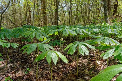 Mayapple plants in the forest 46905954 Stock Photo at Vecteezy