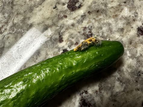 Swaggy Cucumber Leak: A New Beginning? - Truth or Fiction