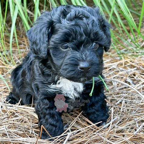Black And White Goldendoodles