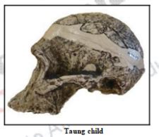 Australopithecus Sounds 的图像结果