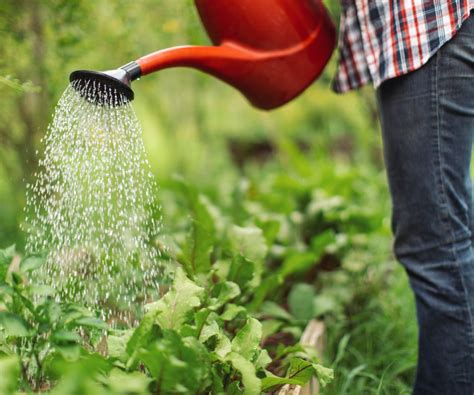 How to water plants: 10 expert tips for efficient watering | Homes and Gardens