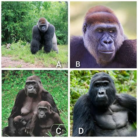 Types Of Gorillas