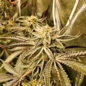 Pure Michigan, productive cannabis with solid buds