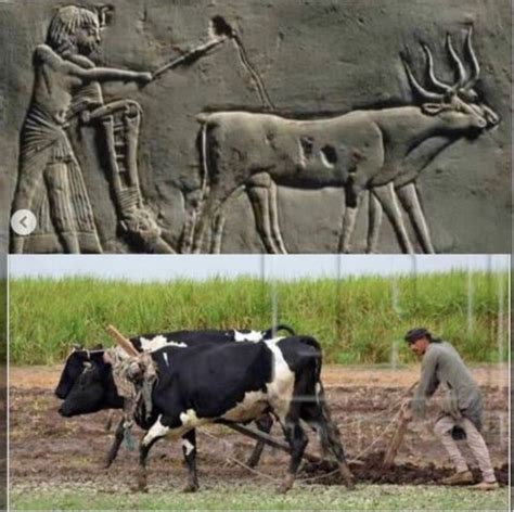 Agriculture in Egypt 的图像结果