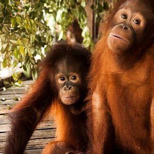 Sri Krishna Paramathma Temple (Rawang) - All You Need to Know BEFORE You Go