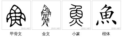 说文解字：鱼 - 知乎