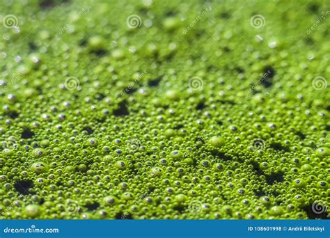 Image result for Bubbles O2