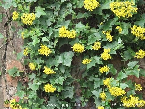 Climbing Plants for Balconies & Gardens