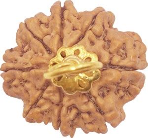 MITHILA 8 Mukhi Rudraksha Indian 100% Original & Lab Certified Rudraksh ...