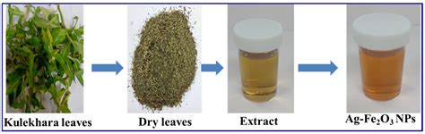 Biogenic Synthesis of Silver-Iron Oxide Nanoparticles Using Kulekhara Leaves Extract for ...