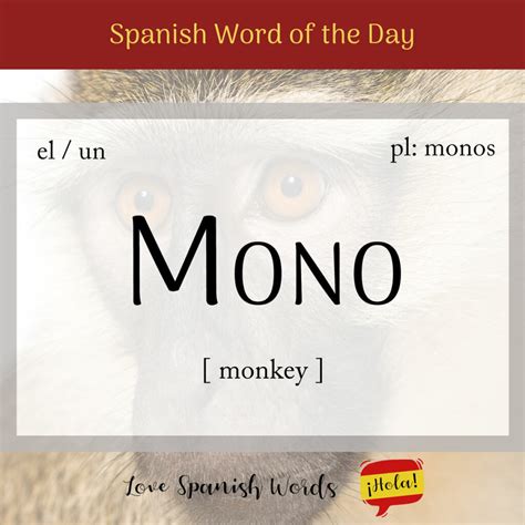 Spanish Word of the Day: Mono (monkey) - Love Spanish Words