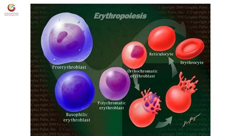 Abnormal morphology of rbc notes | PDF