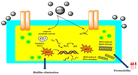 Single and Combined Toxicity Effects of Zinc Oxide Nanoparticles: Uptake and Accumulation in ...