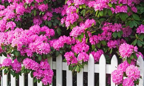 Are Hydrangeas Deer-Resistant? 9 Ways to Keep Them Away From Your ...