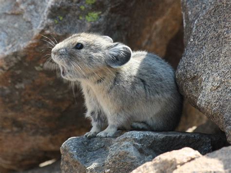 Yellowstone National Park Animals at Stephanie Reynolds blog