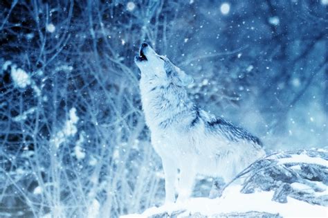 《只狼：影逝二度》高清人设图公布 主角“狼”很酷哟_技点网