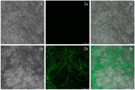 Efficacy and Potential Mechanism of Essential Oils of Three Labiatae ...