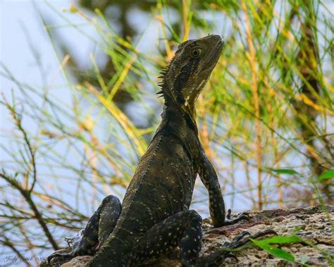 Kids in Conservation: Living with cold blood, Gold Coast Regional ...