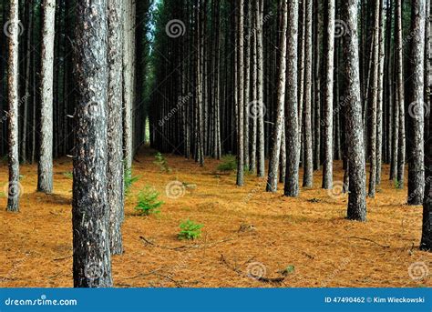 Image result for Trees Pulp