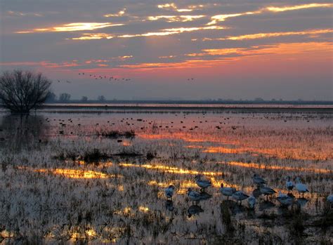 Snapshots at Sunset: Merced National Wildlife Refuge