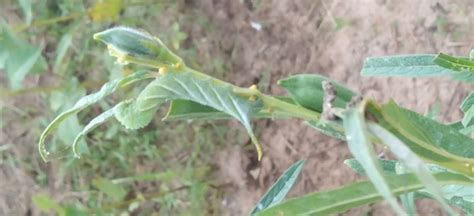 TNAU Agritech Portal :: Crop Protection :: Pest :: Sesamum