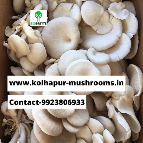 White oyster mushroom seeds / spawns available