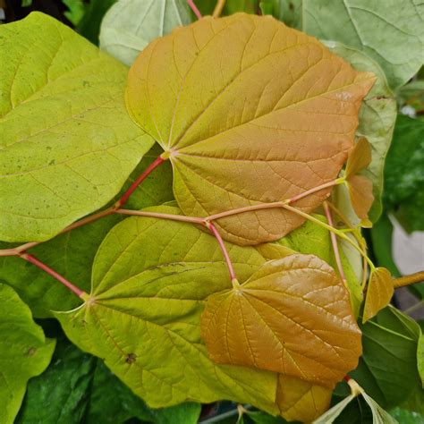 Cercis canadensis The Rising Sun - Future Forests