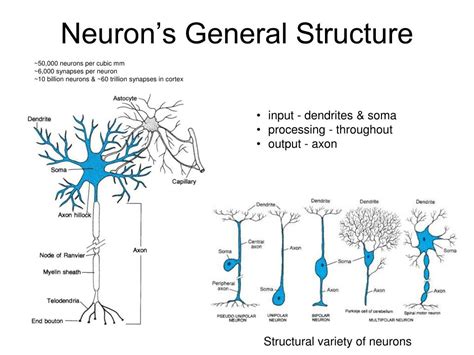 Statistical Parametric Mapping 的图像结果