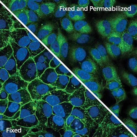 PhenoVue Fluor 488 - Concanavalin A | Revvity