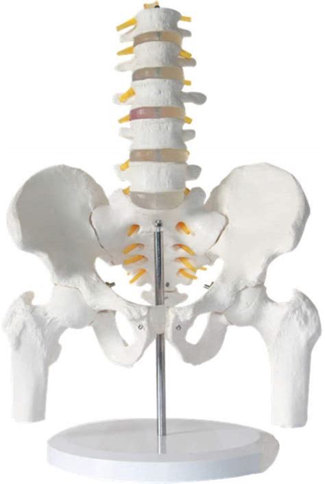 Buy Human Basin Model - The Model of the Thorn Ridge with Five Sections ...