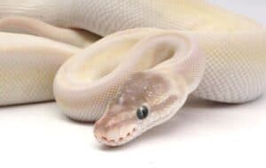 Image result for Rarest Python