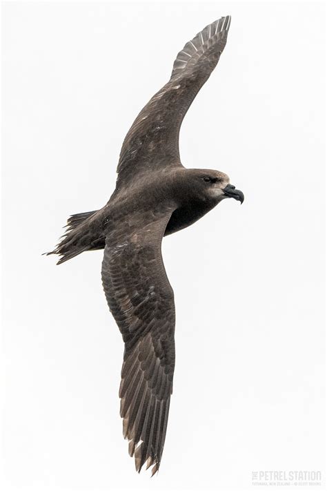 Image result for Petrel Features