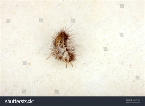 42 Furniture carpet beetle Gambar, Foto Stok & Vektor | Shutterstock